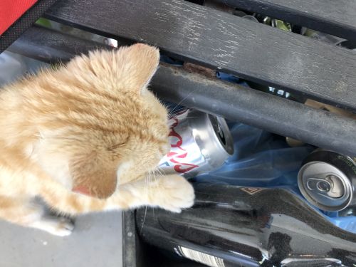 kitty with beer resized