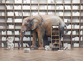 elephant in library 350px